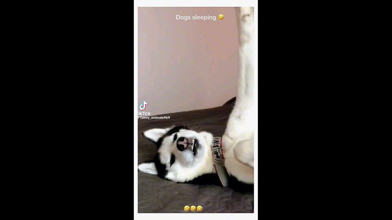 🐕 funny videos