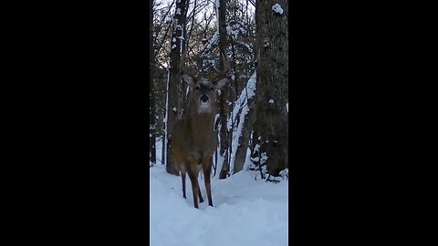 #whitetailbuck