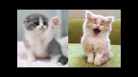 Baby Cats - Cute and Funny Cat Videos Compilation #2