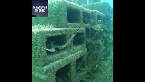 The Surprising Beauty of a Cinder Block Reef #shorts #sea #reef #underwater