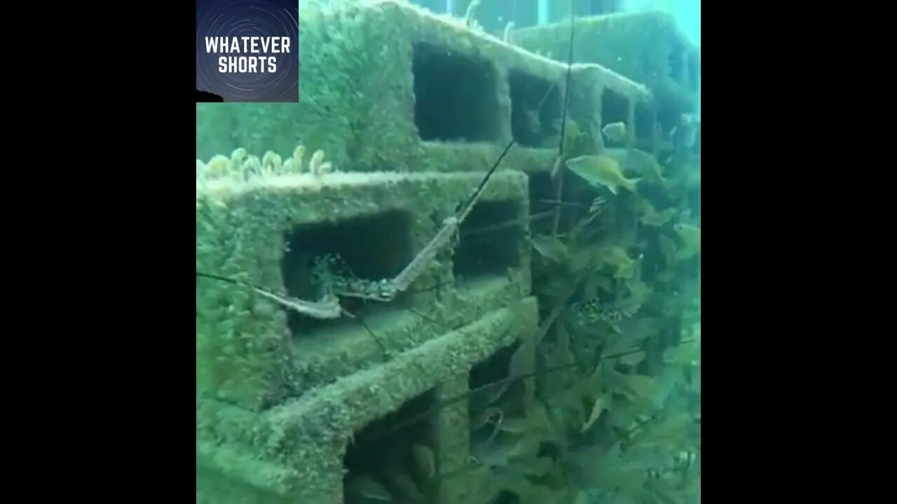 The Surprising Beauty of a Cinder Block Reef #shorts #sea #reef #underwater