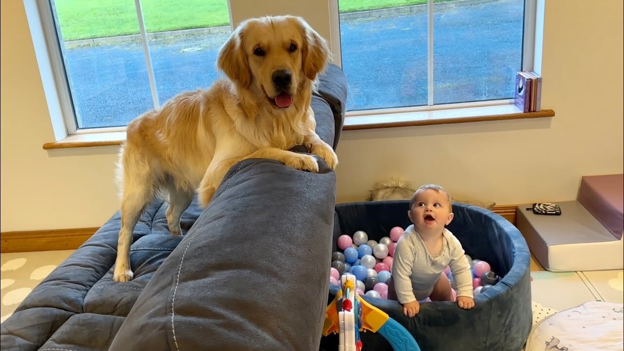 Golden Retriever Hates Being Seperated From His Baby! He's So Sad!!