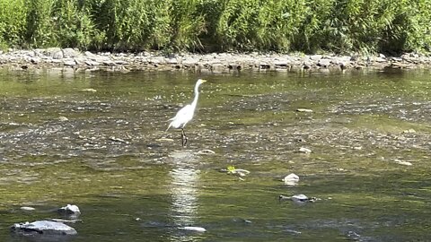 White Egret