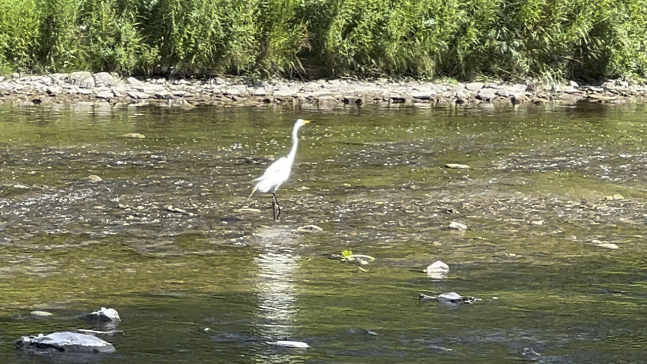 White Egret