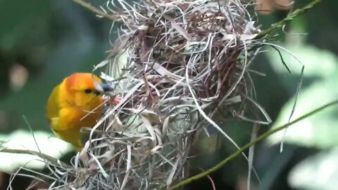 How do birds make their home। पक्षी अपना घर कैसे बनाते हैं