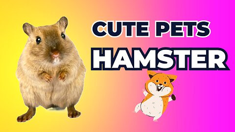 Cute Pets HAMSTER