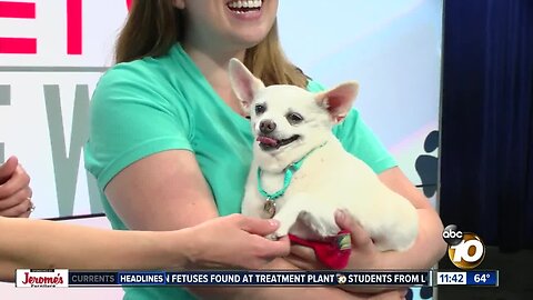 Pet of the Week: Ren