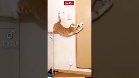 Smart Cat - Wait for it #shorts