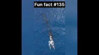 The largest animal?