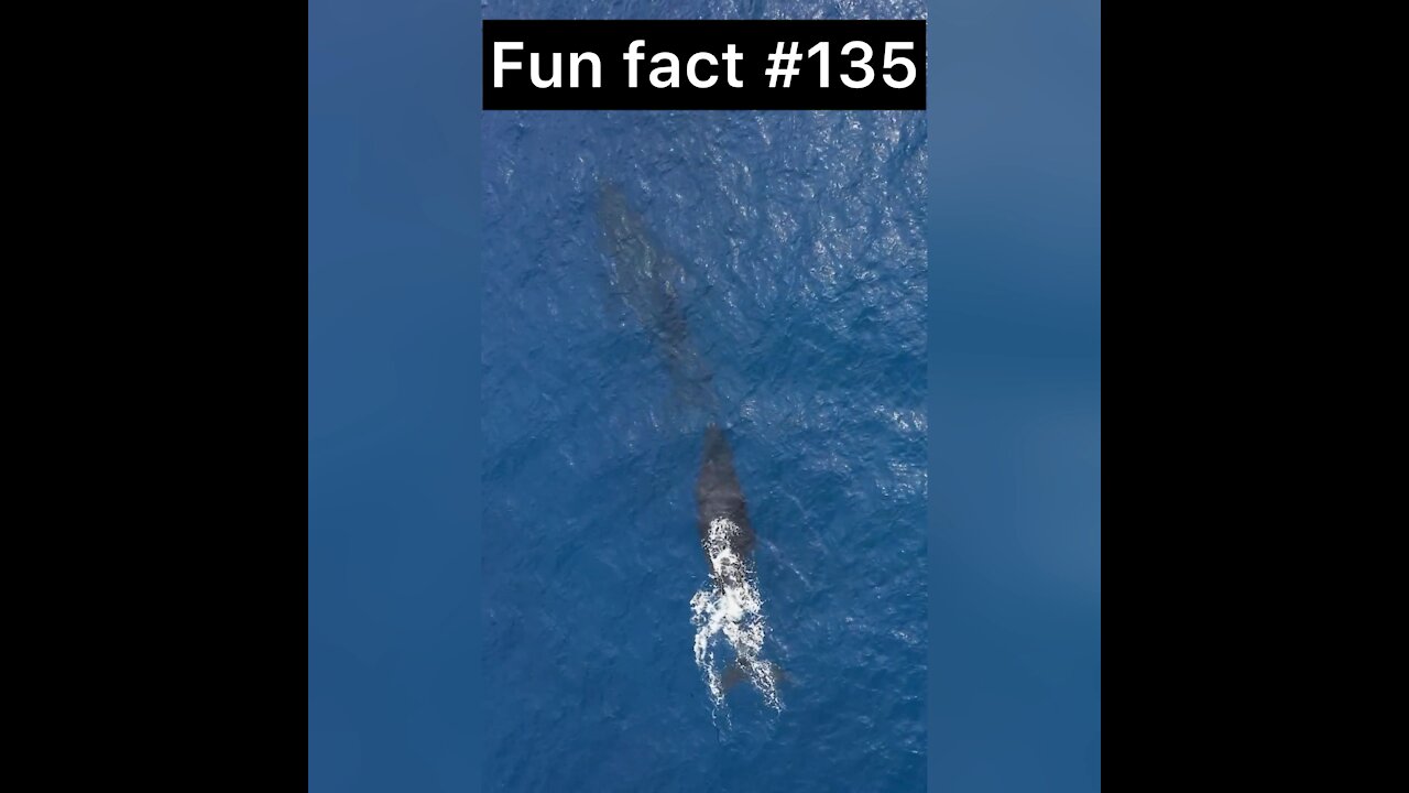 The largest animal?