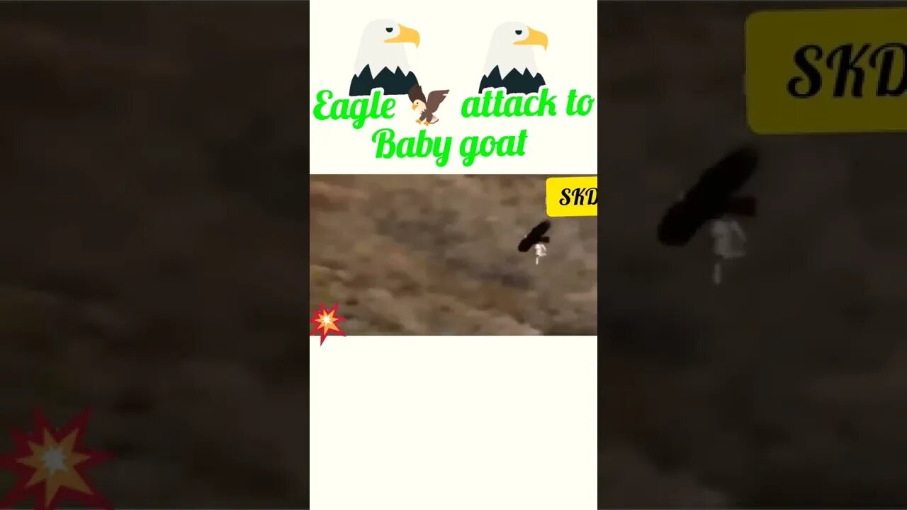 Eagle attack baby goat 🐐