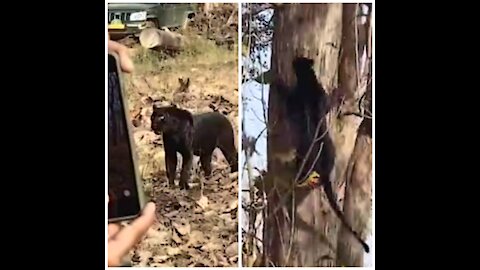 Black Panther Climb on Tree Tourists capturing the moment on their cell phone