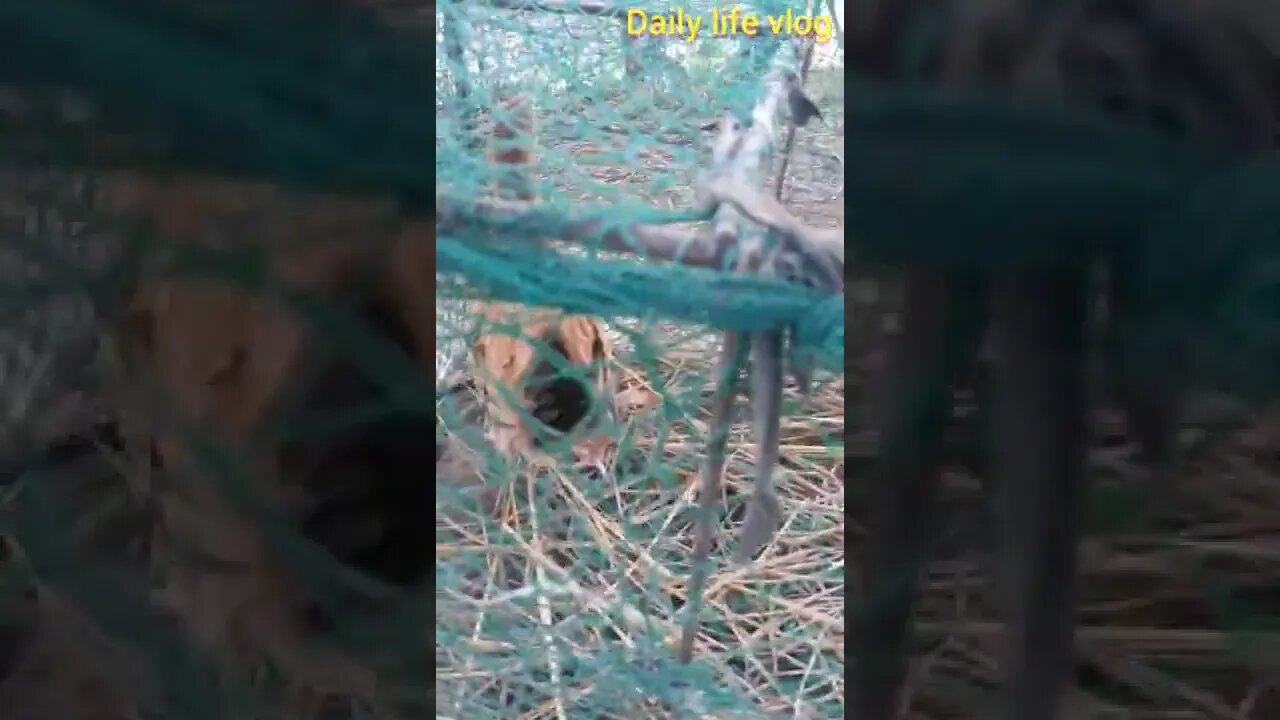 oh my god why is the chicken so stupid