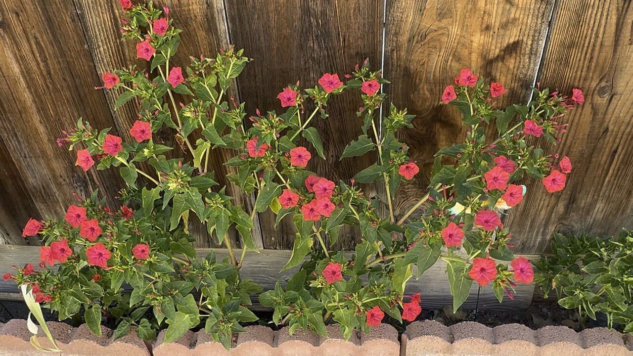 My Lovely Bright Pink Flowers