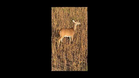 Deer Hunting