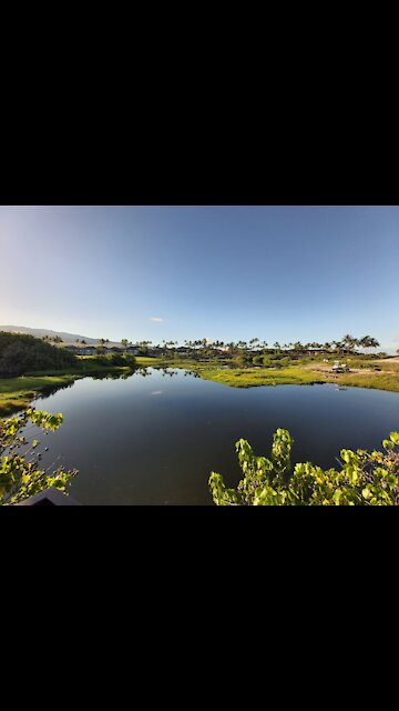 Thousands of fish in Four Seasons Beach House pond😮