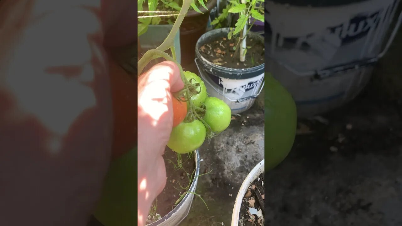 Finally in my garden ripe tomatoes-awesome-still so much sun!