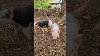 Curious Little Pigs @UncleTimsFarm #kärnəvór #carnivore #shorts #hereford #freerangepigs