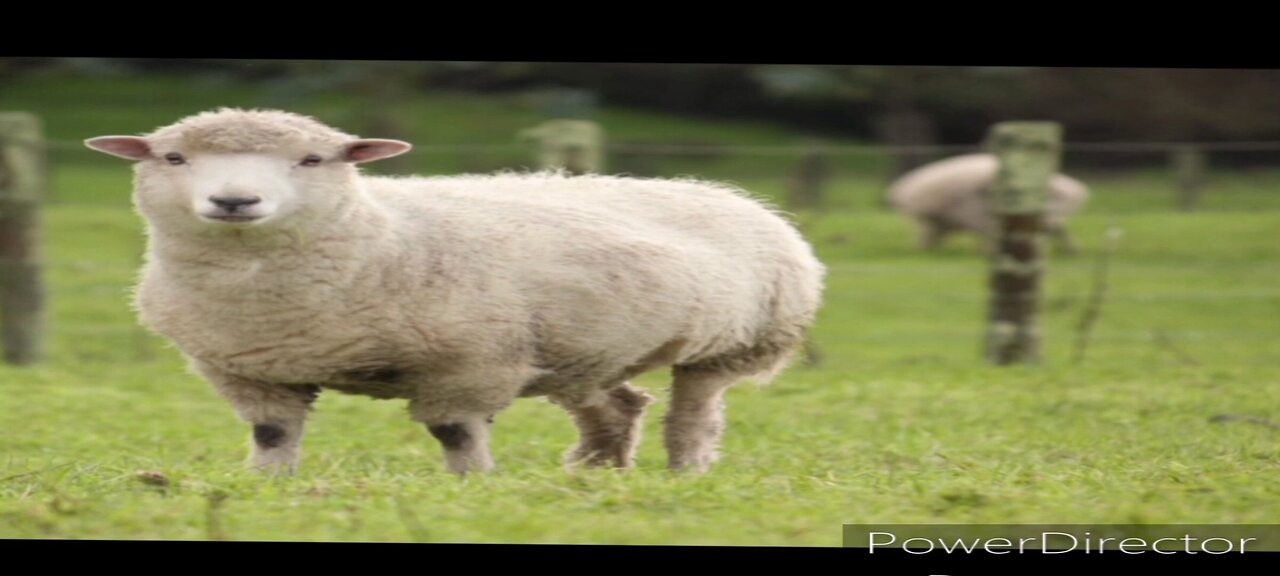 if animals can talk like humans part 10, sheep edition