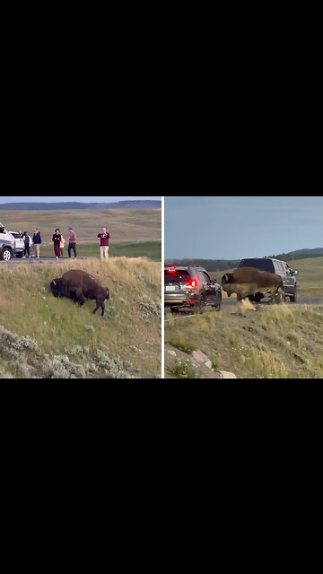 Clueless tourists get dangerously close to bison at Yellowstone National Park