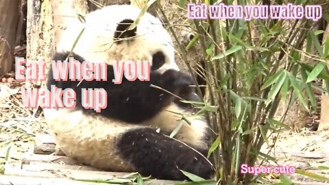 cute panda