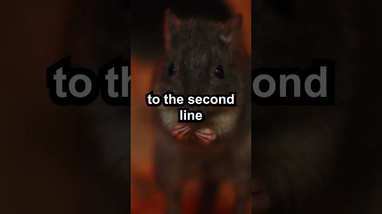 Rat...#Rat #twosentencehorrorstory #creepy