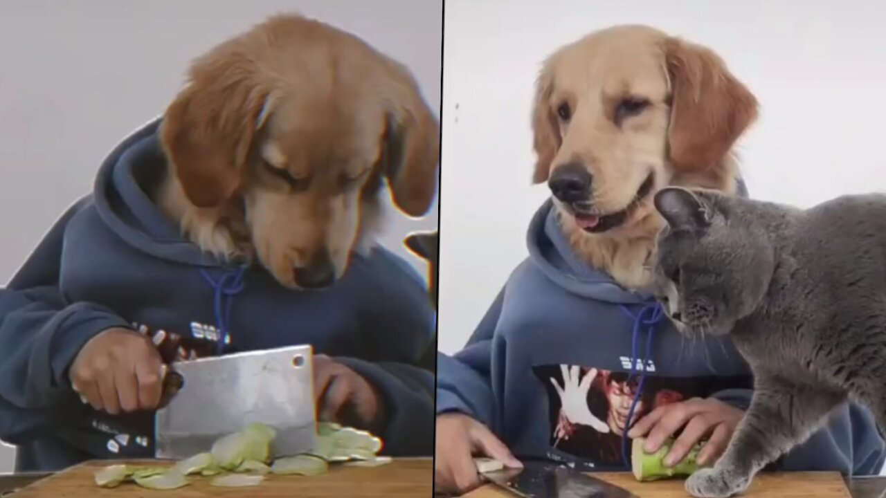 The dog work in the Kitchen 🤪