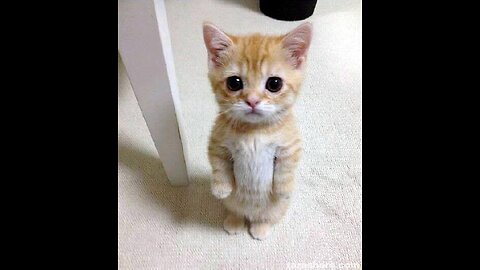 Funny animal funny cats
