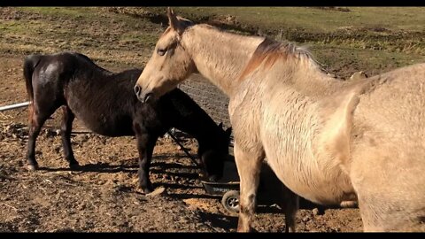 The old horses sharing a meal. The weather is warming up. Arthur is healthy.