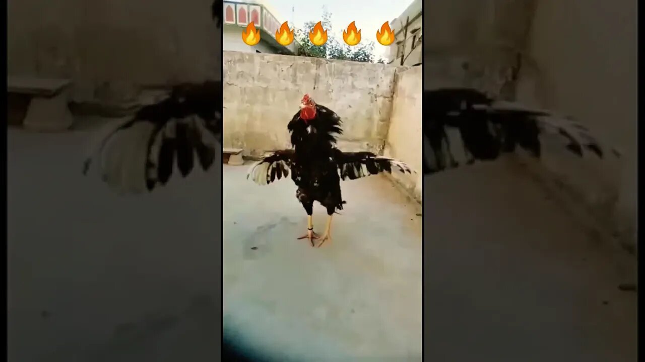 🔥 Black King Aseel 🔥 [ King Aseel Lasani ] #shorts #youtubeshorts #rooster #aseelmurga#aseel #king