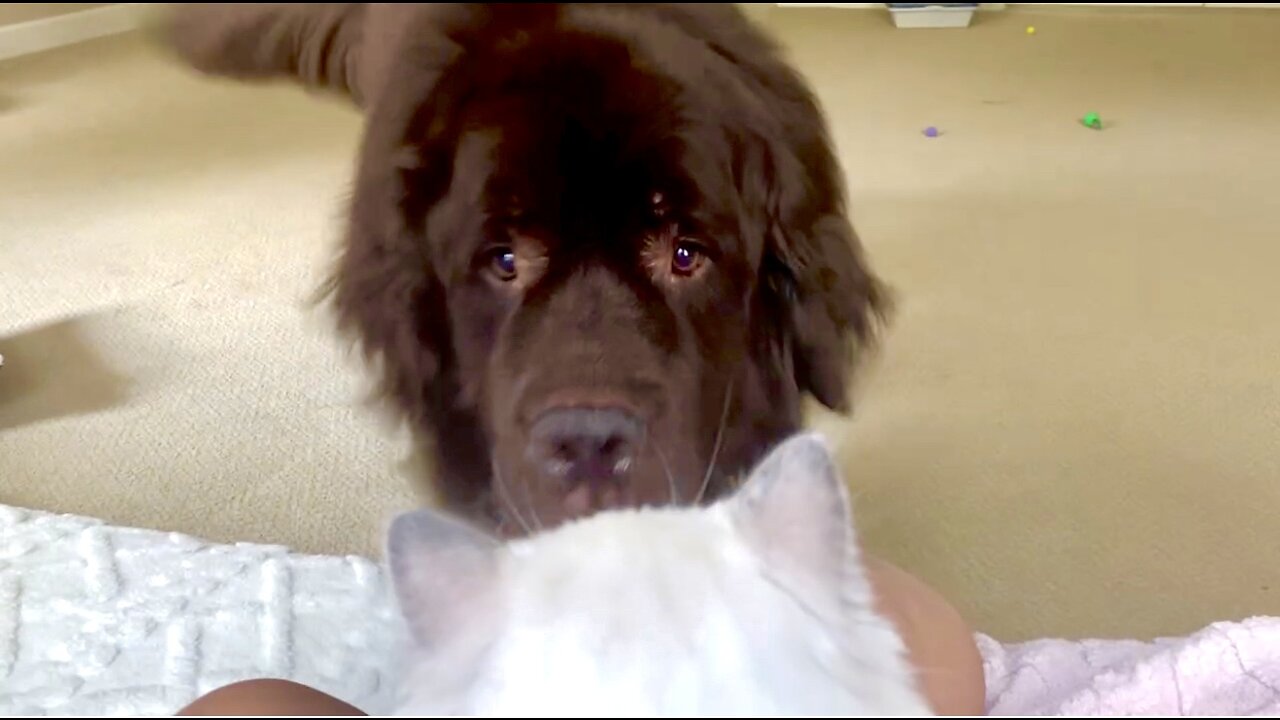 Giant Newfoundland Welcomes New Tiny Kitten Brother