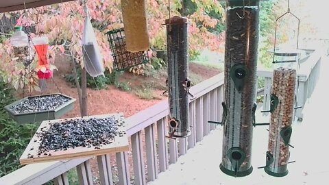 Live Oct 13 2021 Bird Feeder in Asheville NC. In the mountains