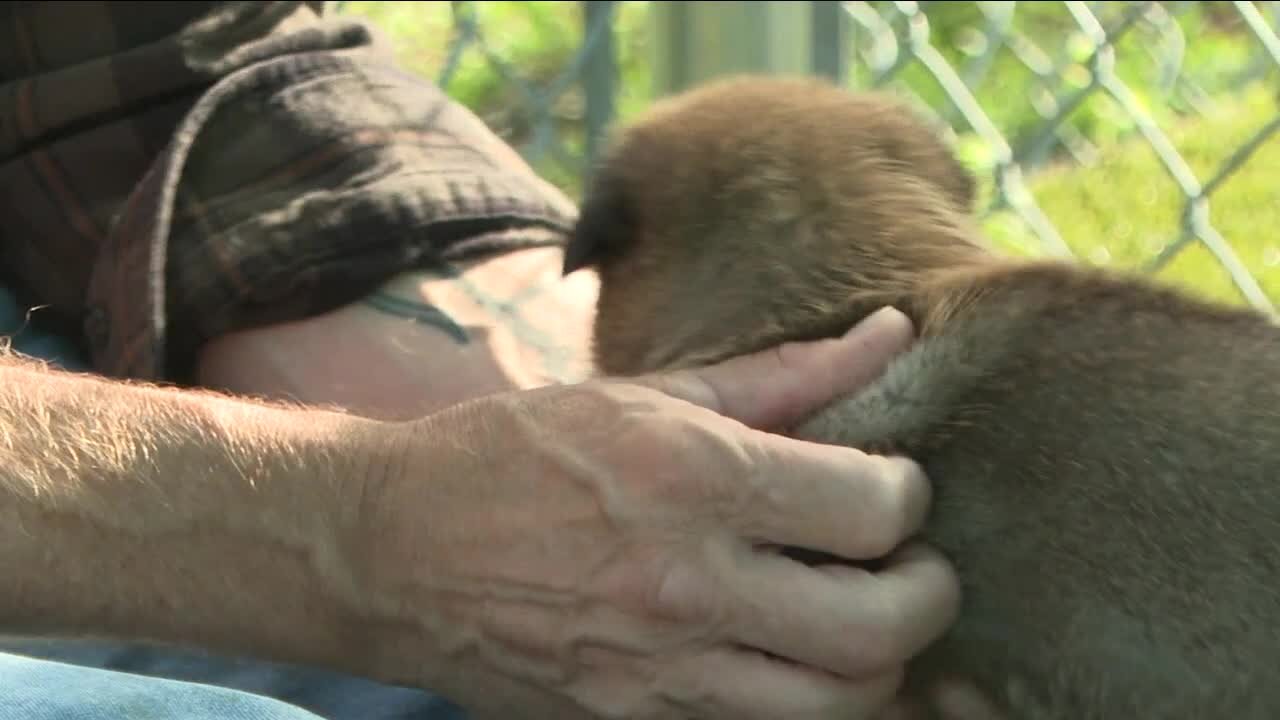 Pandemic pets: easing them back into the workweek routine