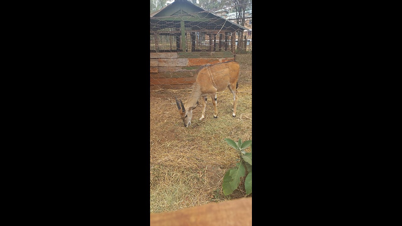 Nairobi Kenya Animal Orphanage