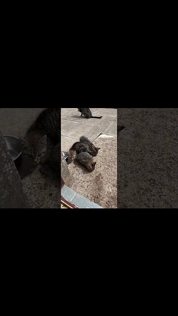 Feeding feral kittens