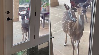 Sassy Rescued Deer Demands Attention From Owner