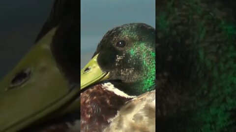 Beautiful Mallard Duck