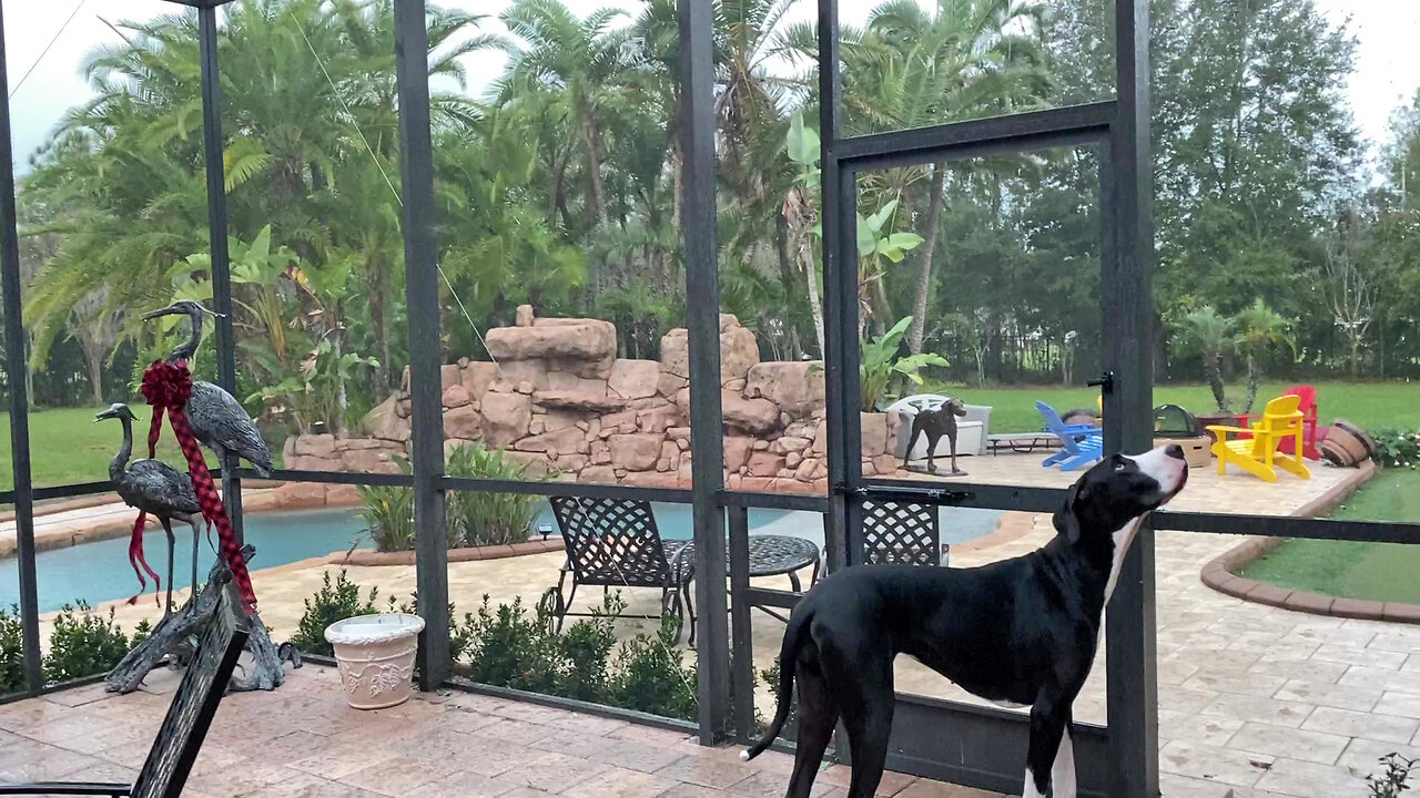 Great Dane Checks Out Rare Christmas Thunderstorm