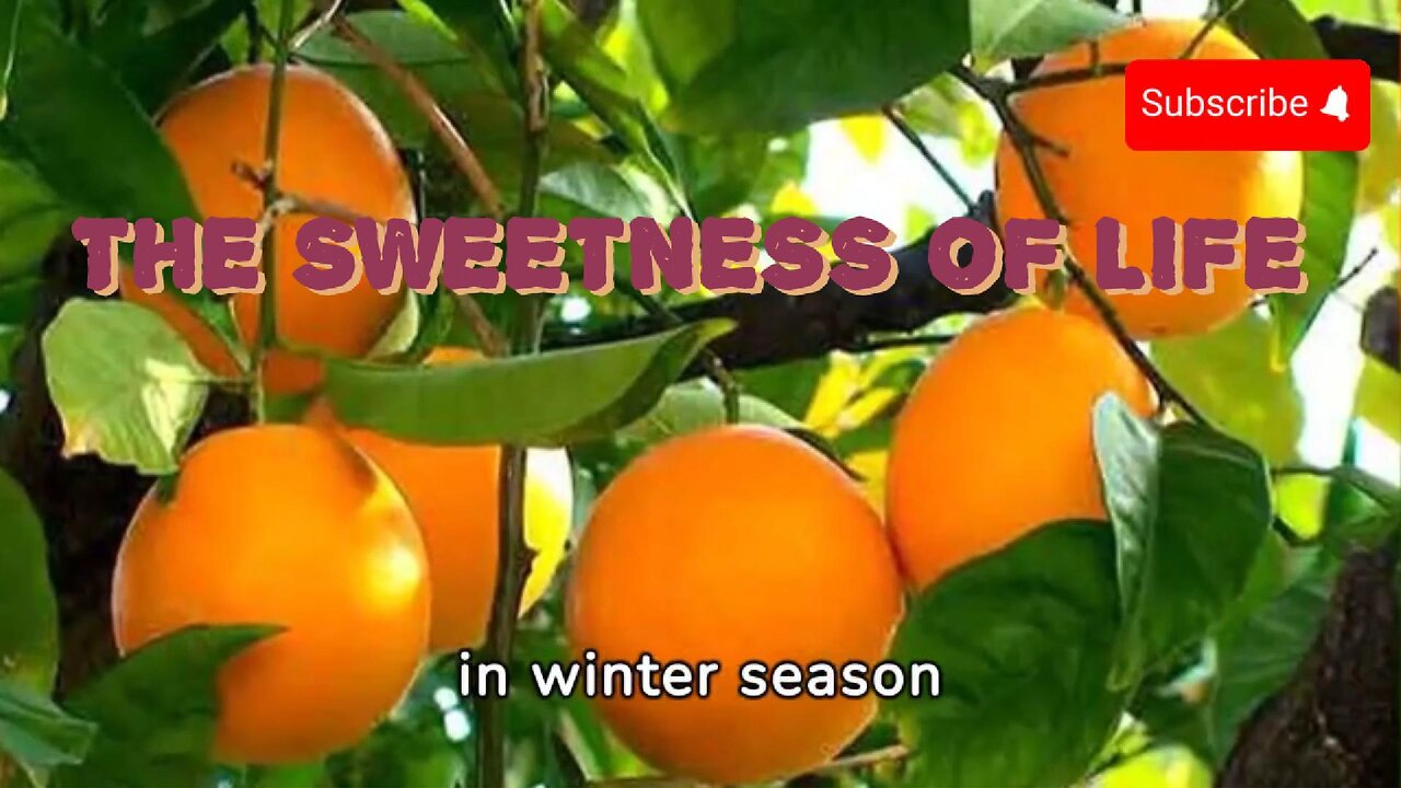 Health benefits of Orange in winter season