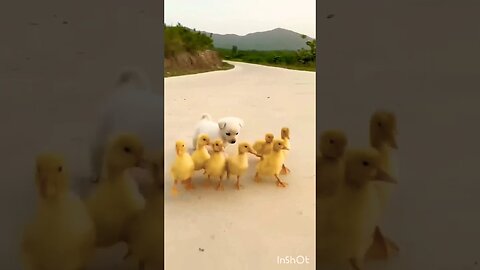 cute dog and little hens frienship #shorts #short #viral #youtubeshorts #trending #animals