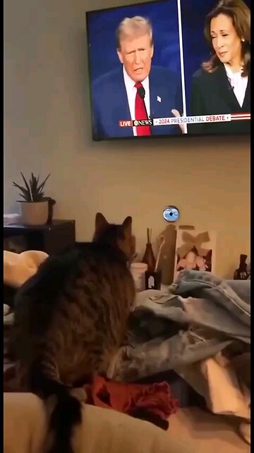 The CATS Are NOT Happy About Their Comrades Being Eaten By Immigrants