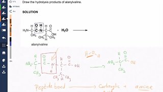 The Peptide Bond Hydrolysis: Protein Chemistry Video