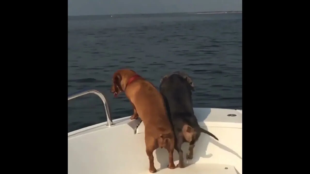 They saw something very interesting.👀👀😂😂😂