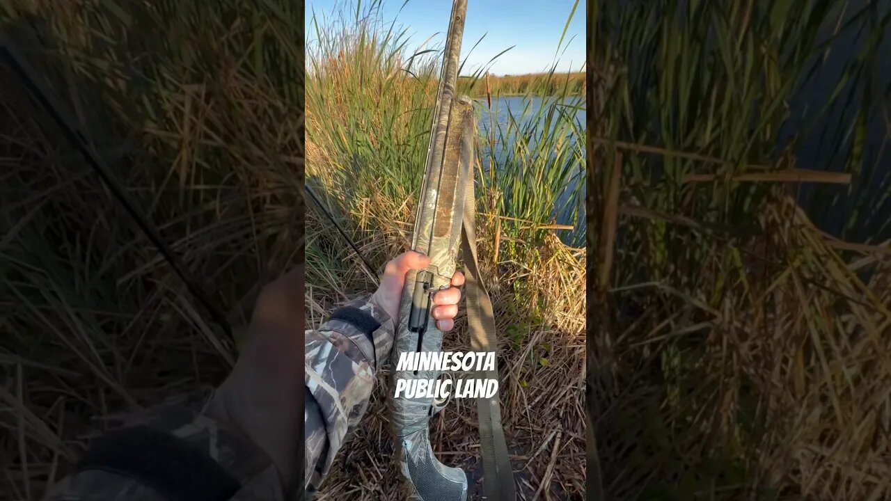 This mornings public land duck setup. #shorts #hunting #minnesota #october #ducks #outdoors