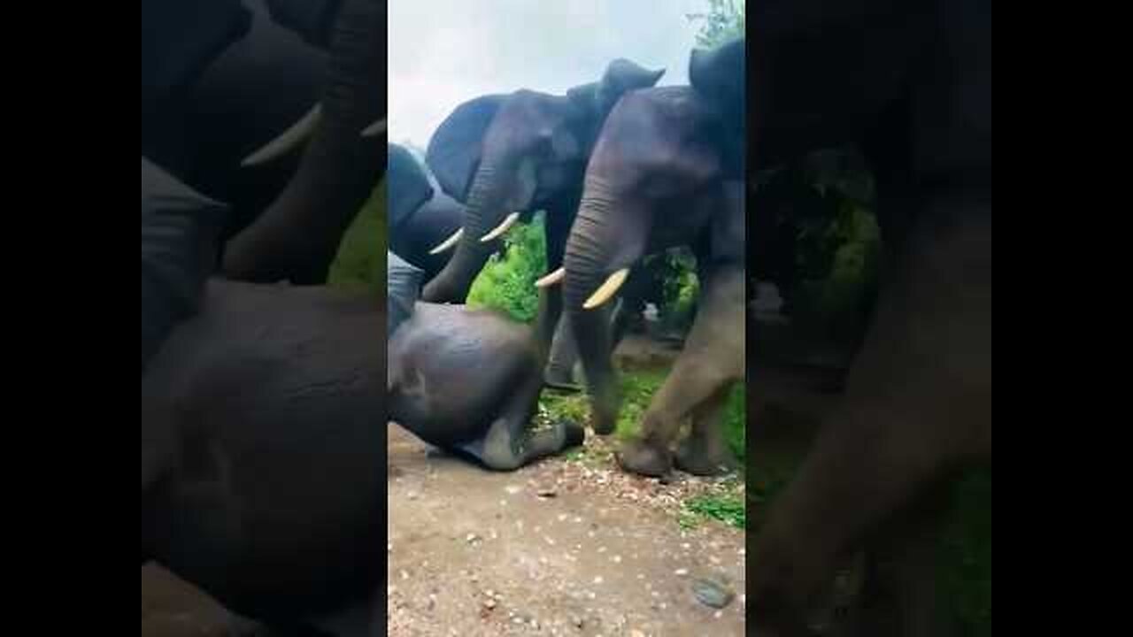 wild elephants angry movement 😱 #wildlife #elephant #shorts