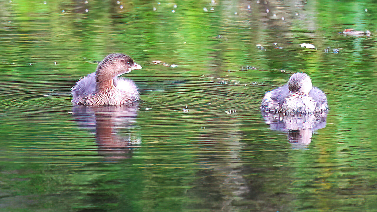 Pied-billed Grebe