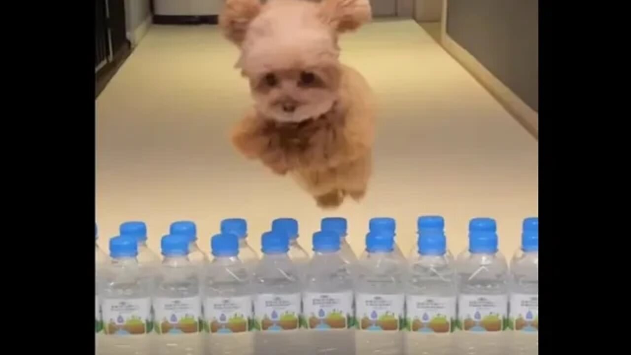 Dog Water Bottle Obstacle Course