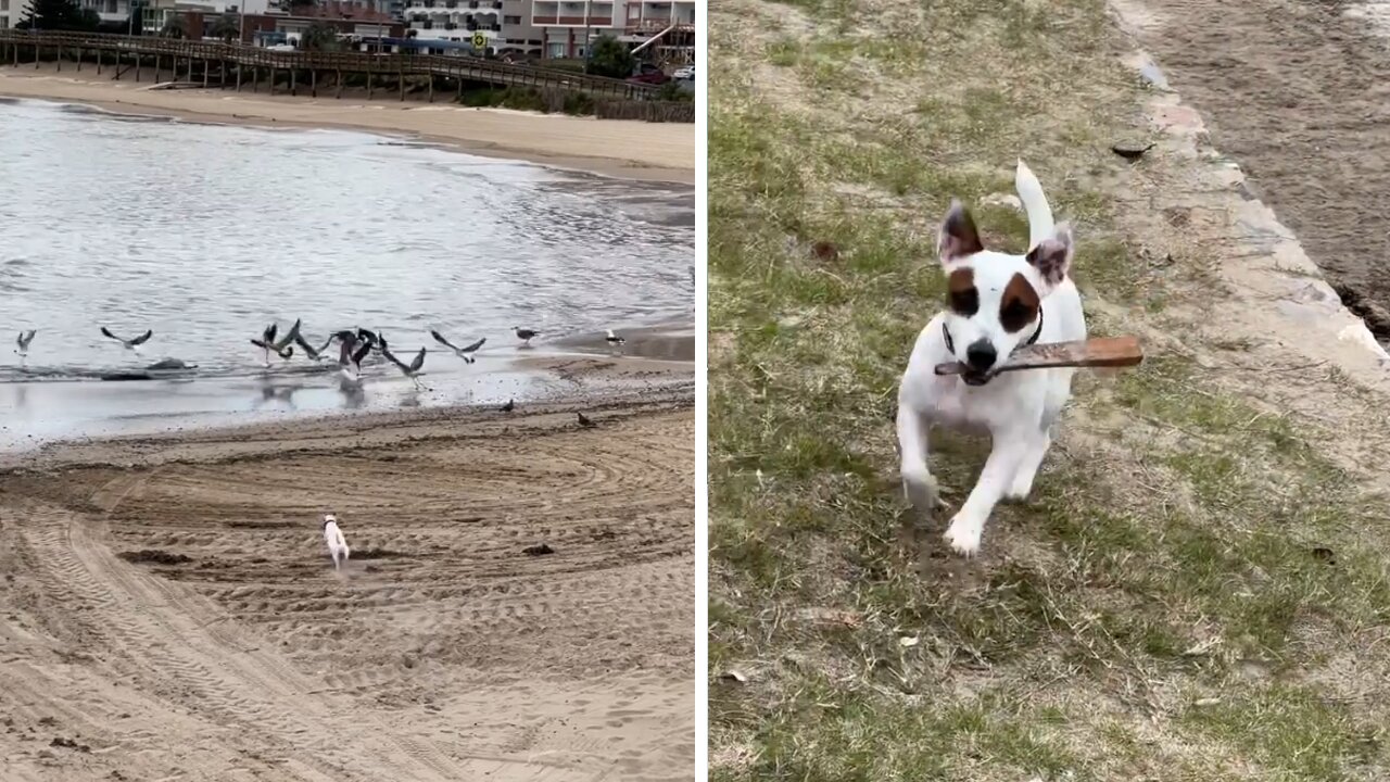 Jack Russell goes on an epic bird-chasing adventure