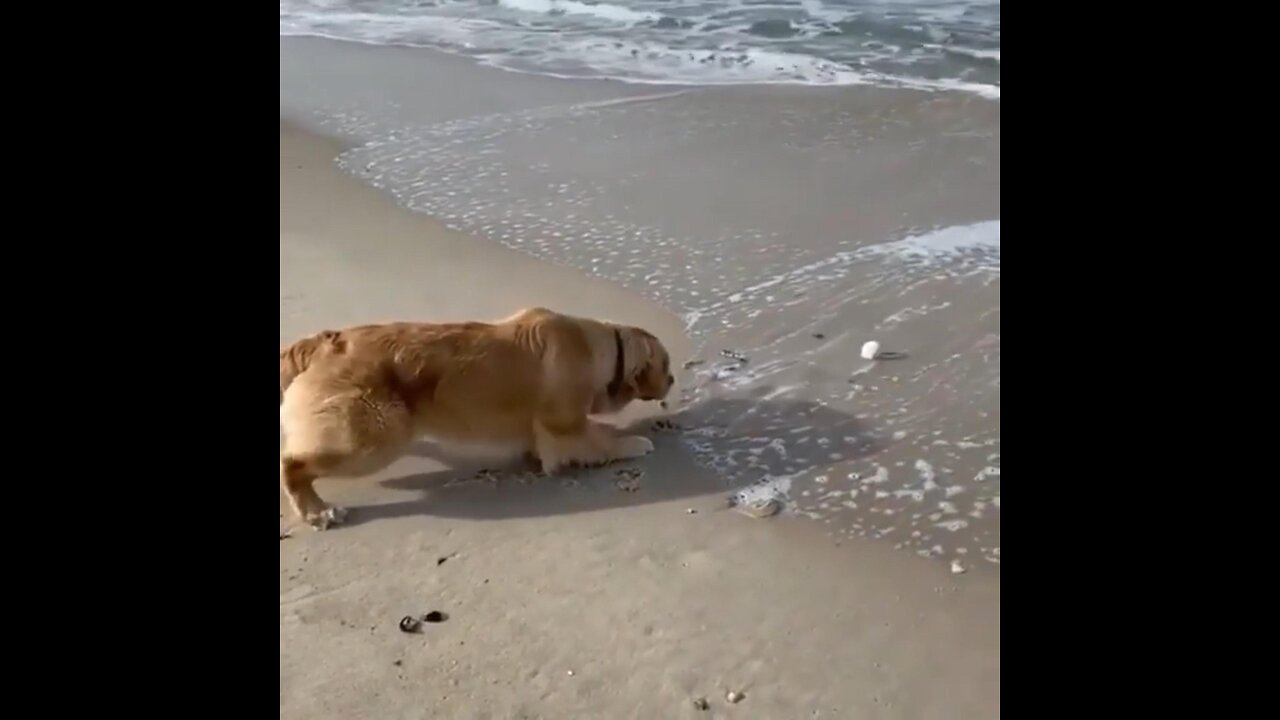 Secret agent Dog || funny dog 😂 ⁠😂 ⁠😂 ⁠