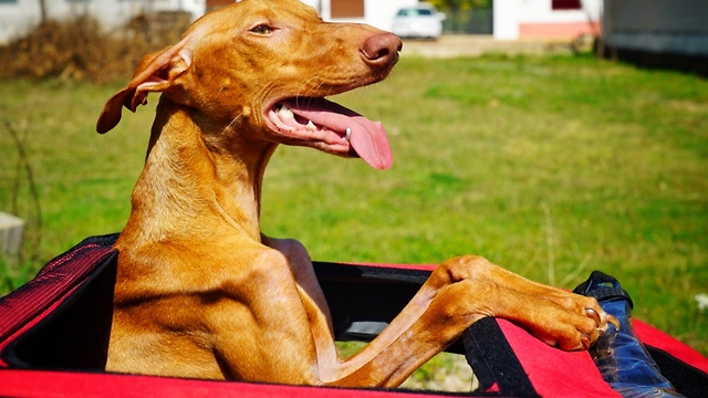 AMAZING DOG THAT INSPIRED A COUNTRY GOES ON A LAST RIDE. INCREDIBLY EMOTIONAL